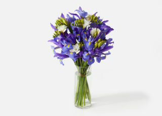 The Purple Iris image number 0